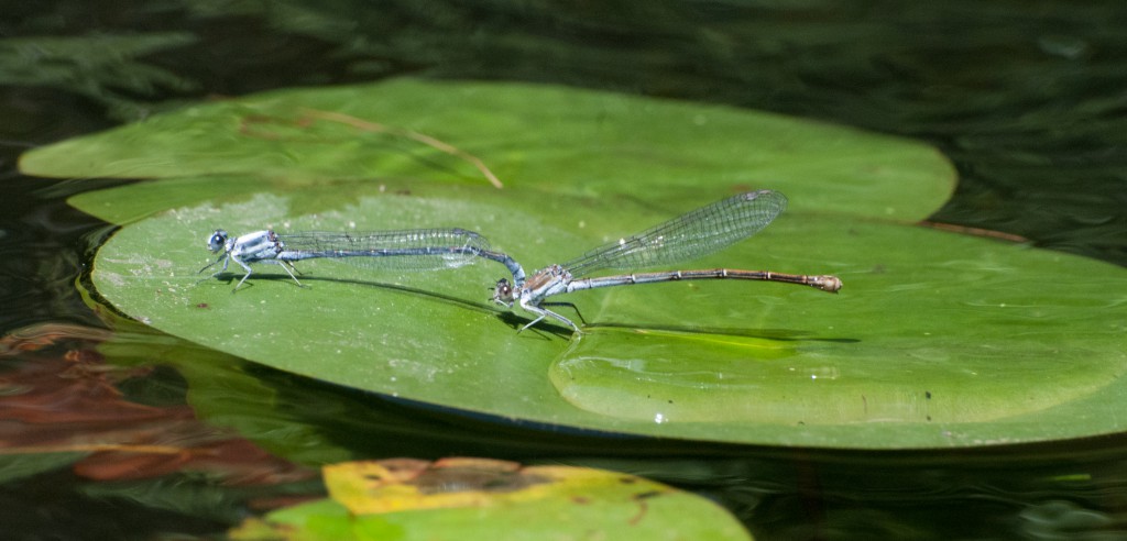 damselflies mating. 