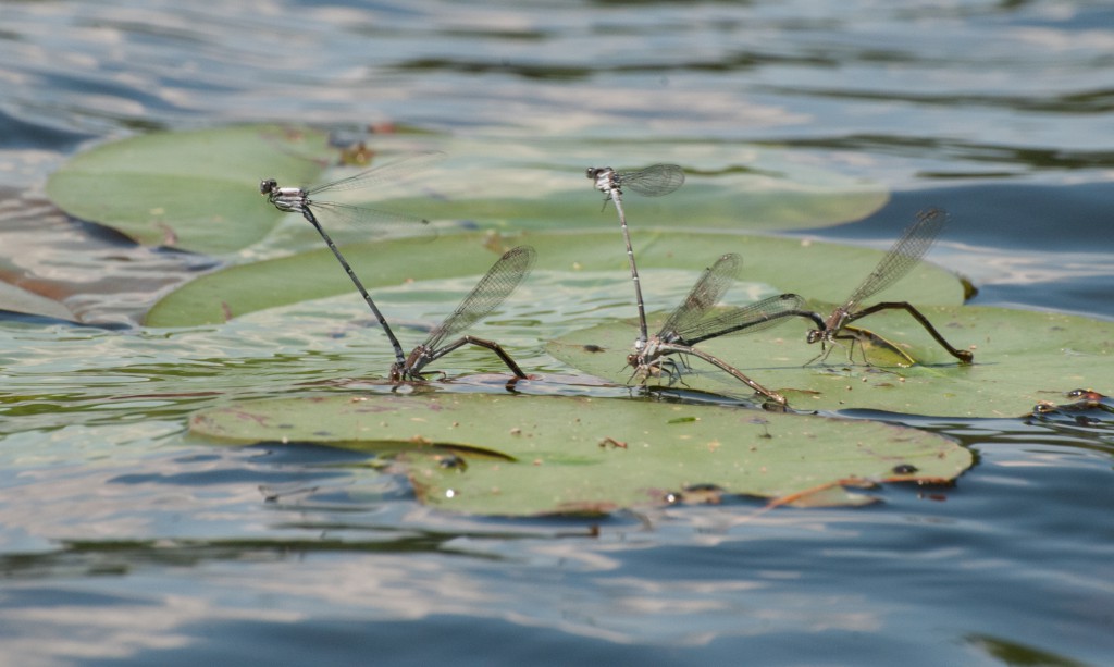 Damselflies 