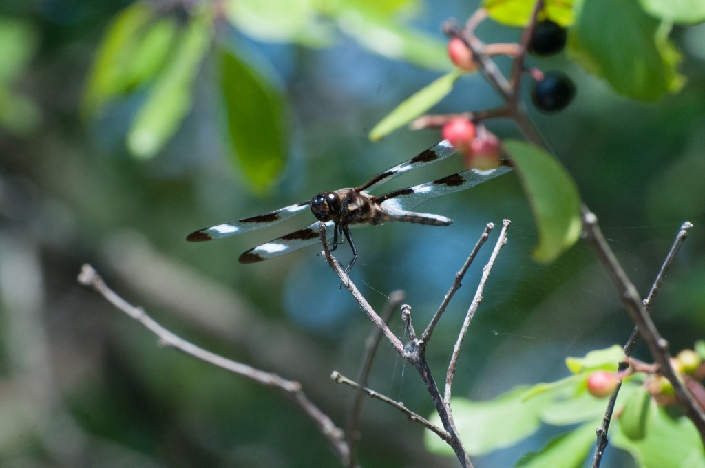 dragonfly-- twelve spotted skimmer(?) 