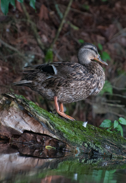 Female duck