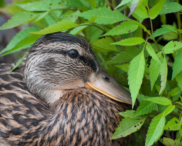 Portrait of a duck 