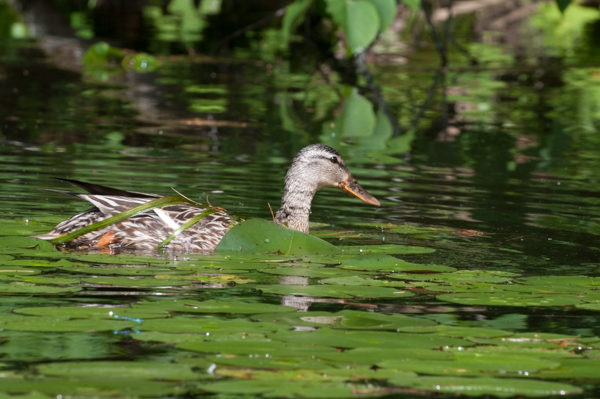 Duck that had been diving.