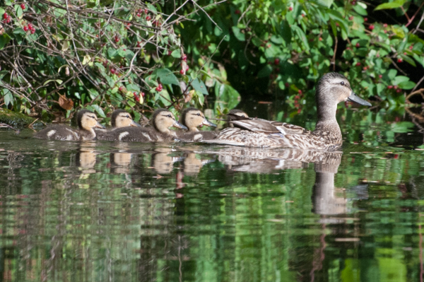 Young ducklings