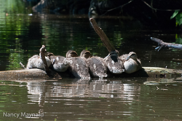 Ducklings on log