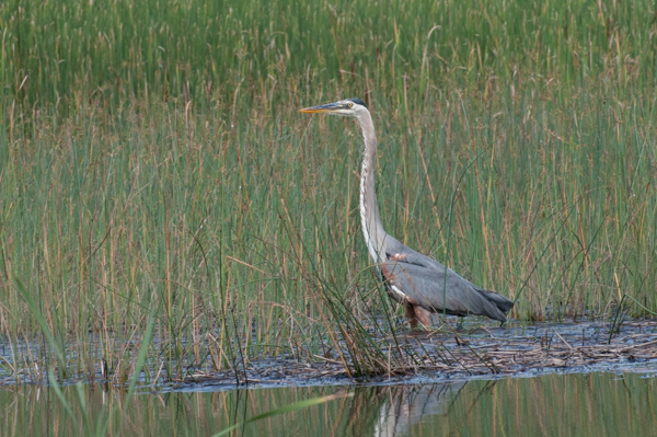 Great blue heron