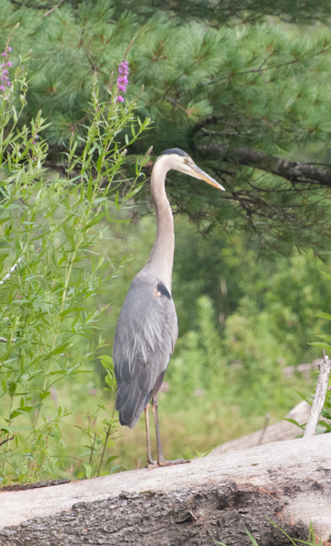 Great blue heron