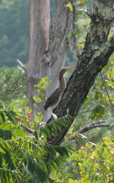 Green heron