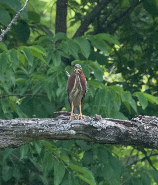 Green heron