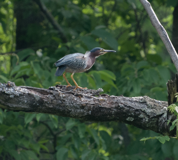 Green heron