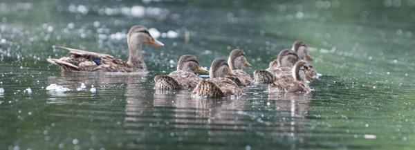 Half-grown ducklings 