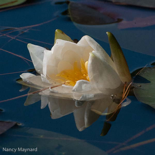 Water lily 