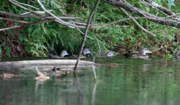 Wood ducklings 