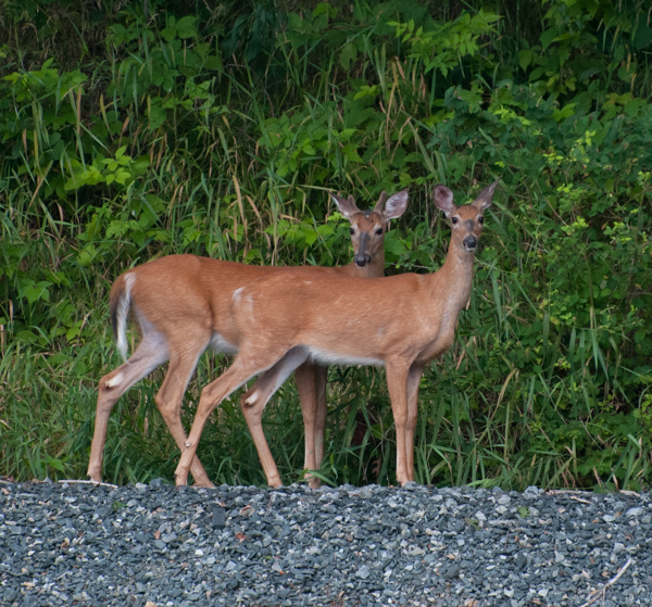 A doe and an buck.