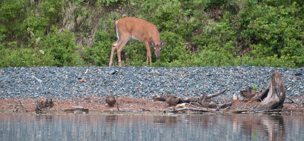 A deer watching some ducks.