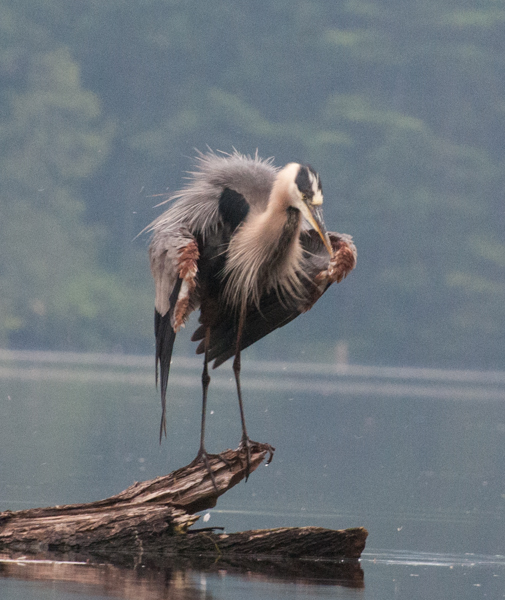 Great blue heron fluffing his feathers after a quick dip.