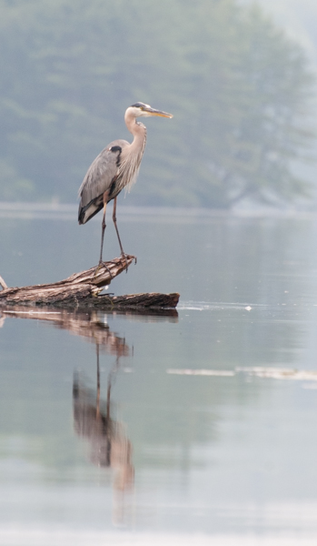 Great blue heron-5724