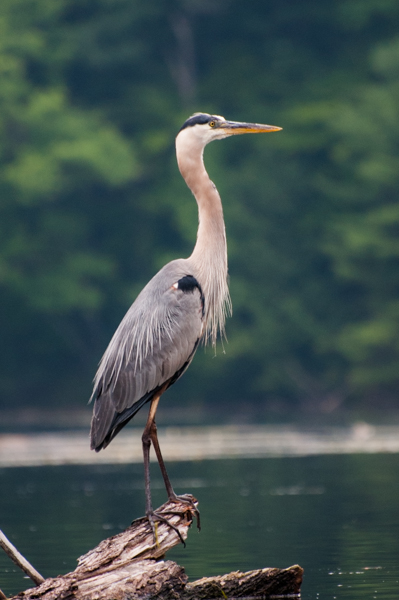 Great blue heron 