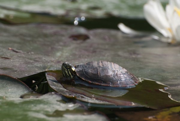 Young turtle sunning itself on a lily pad