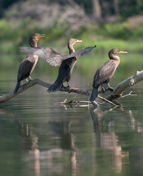 Cormorants