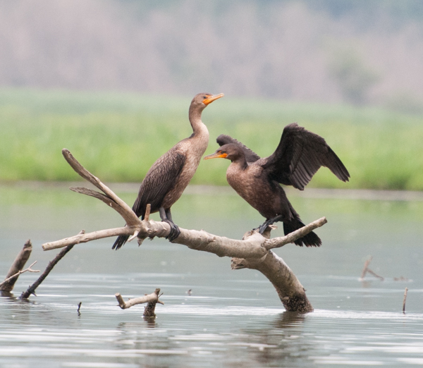 Cormorants