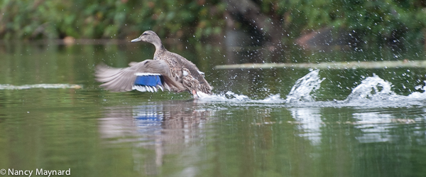 Mallard taking off