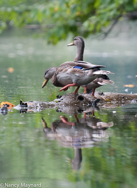 ducks