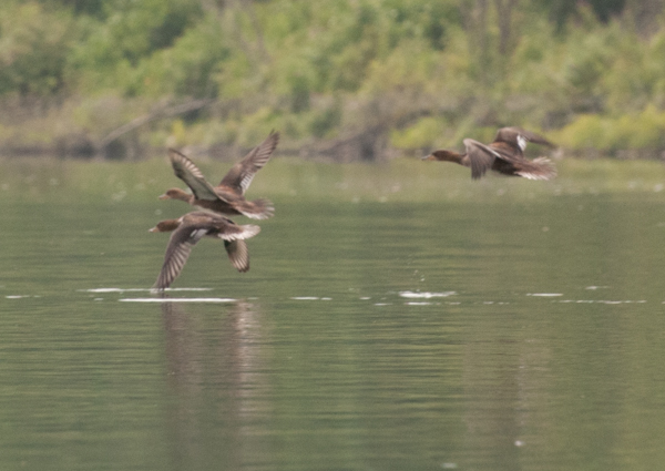 Ducks flying