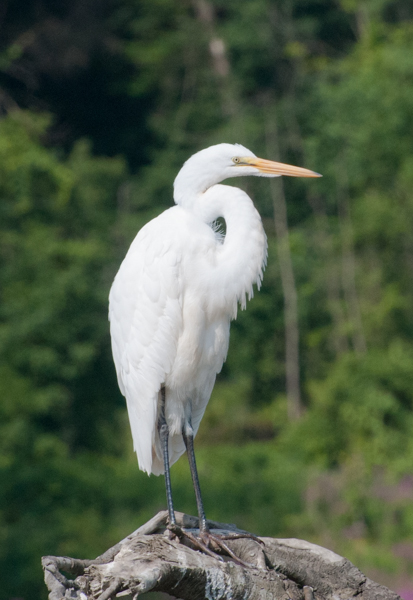 Egret