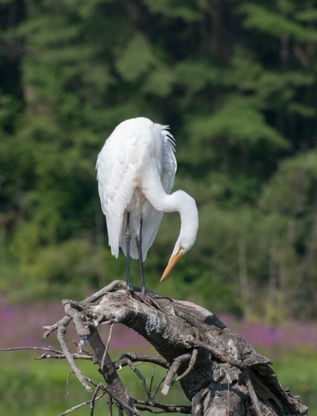 Egret 