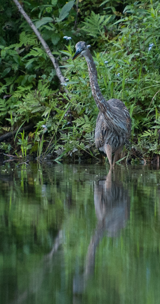 Young great blue heron