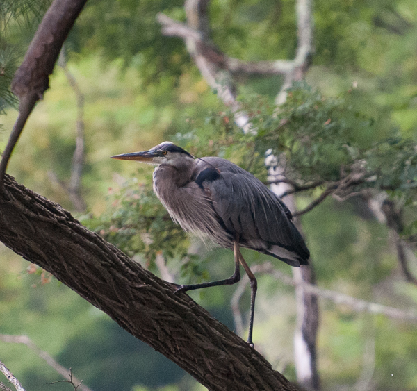 Great blue heron