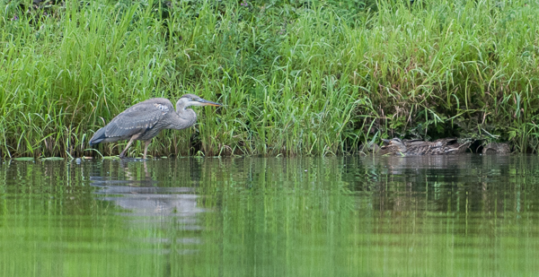 Great blue heron and ducks quacking 