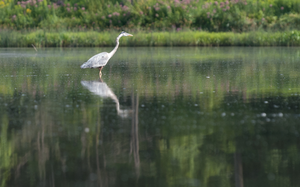 Great blue heron fishing