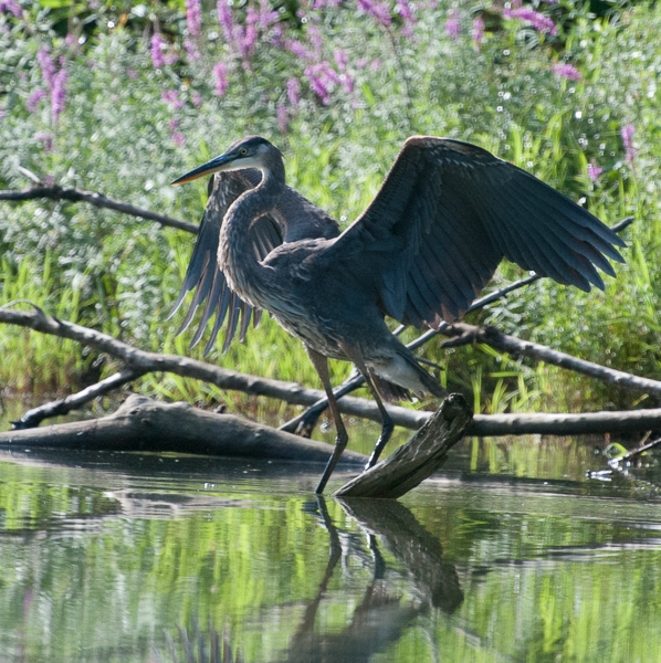 Great blue heron