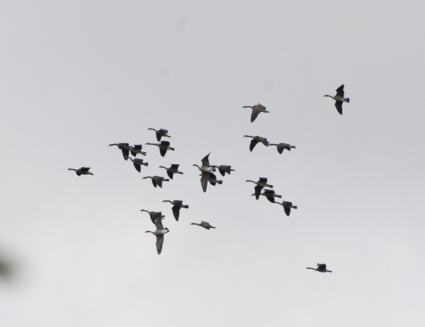 Geese not in formation