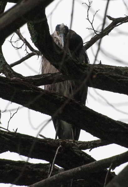 GBH pretending to be a vulture