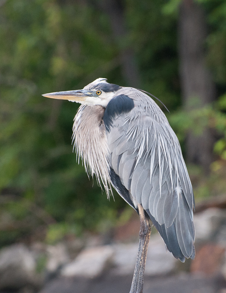 Great blue heron