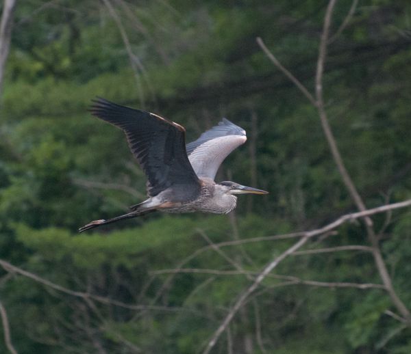 Great blue heron flying 