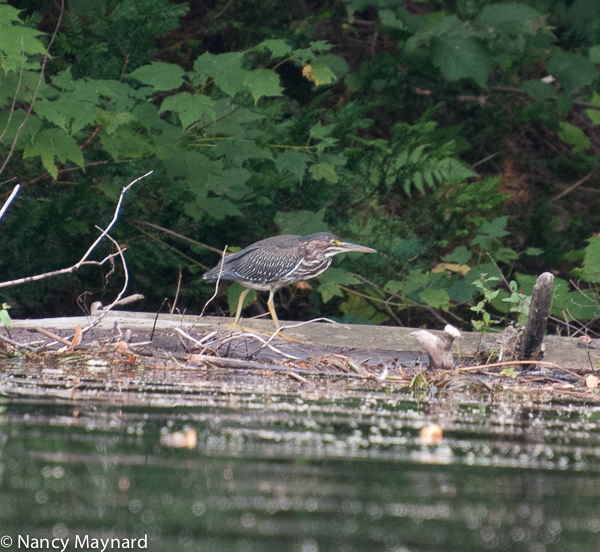 Immature heron