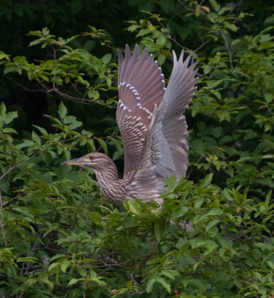 Immature heron taking off from tree.