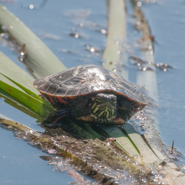 Small turtle on cattail