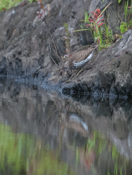 Spotted sandpiper