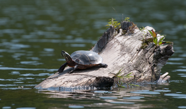 Turtle on log 