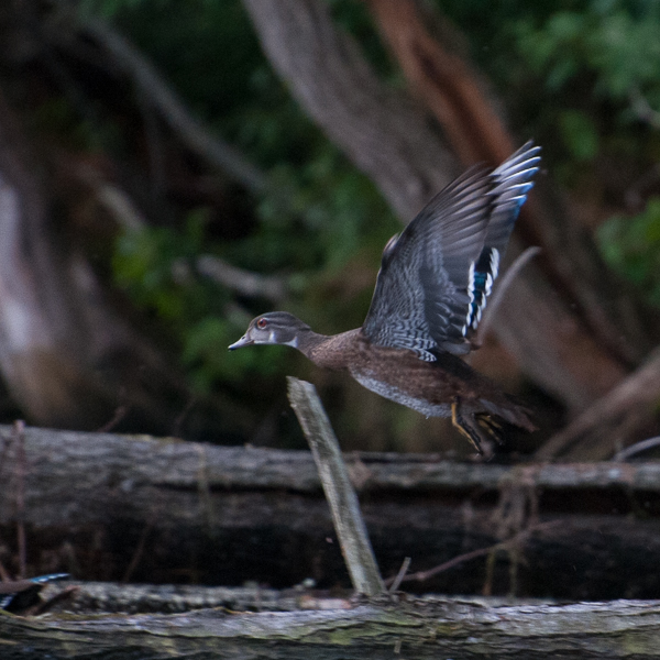 Wood duck