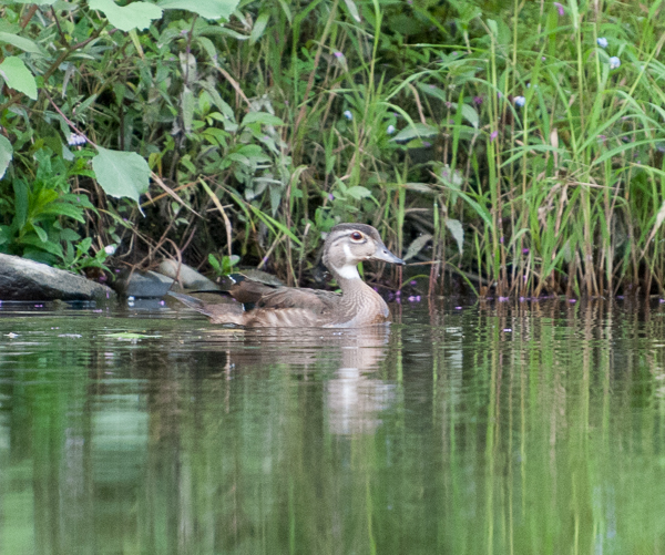 Wood duck.