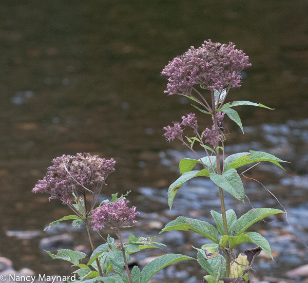 Joe Pye weed 