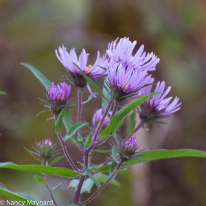 Asters