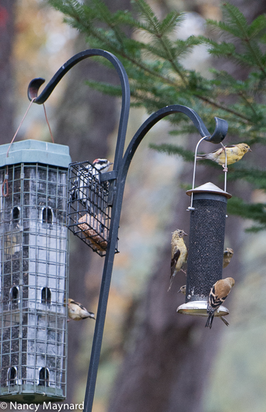 Bird feeder with gold finches, a woodpecker and ? 