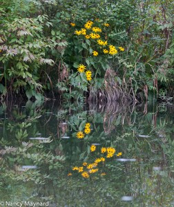 black eyed susans and reflections