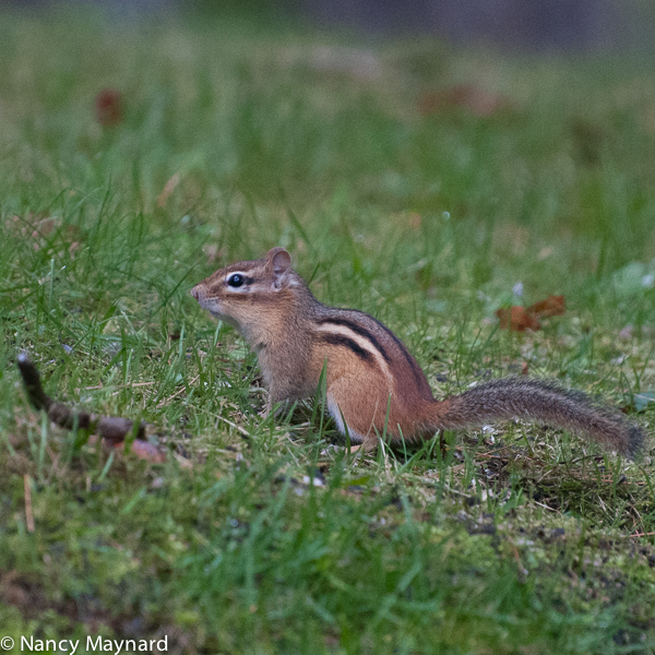 chipmunk-8298